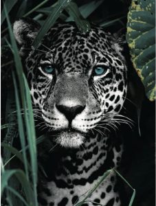 Wanddecoratie HC7008