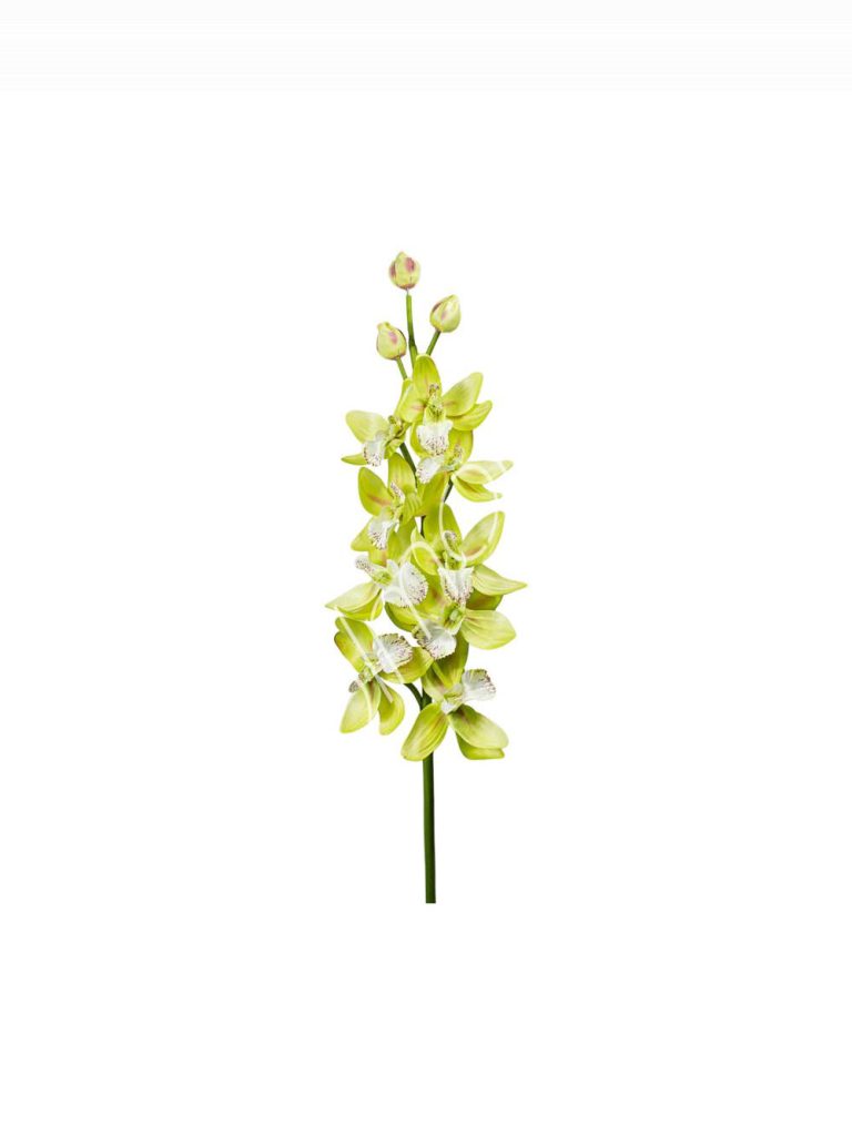Flower cymbidium orchid green 82cm