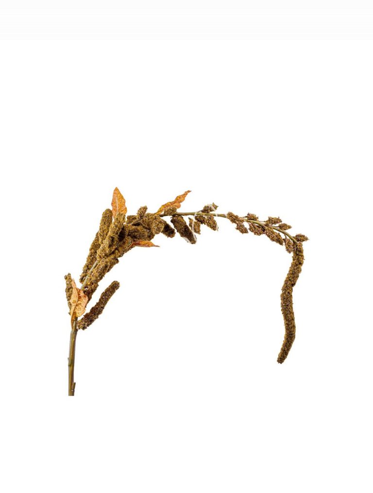 Flower millet brown 160cm
