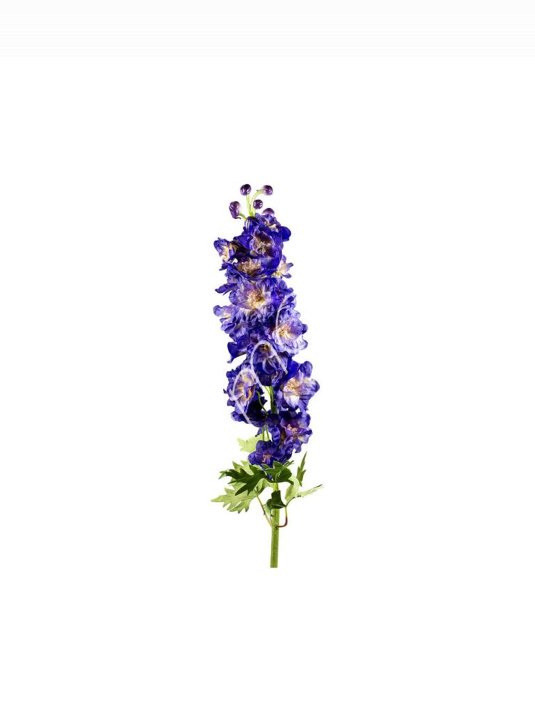 Flower delphinium dark purple 106cm