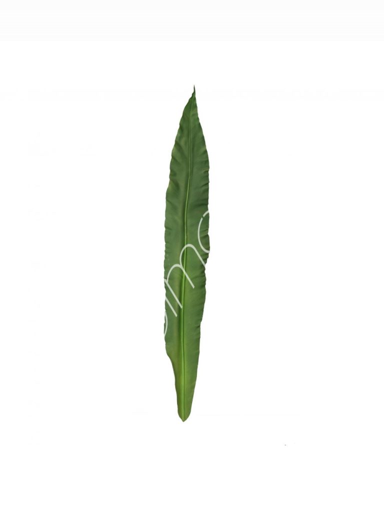 Plant ganoderma leaf PU 105x15