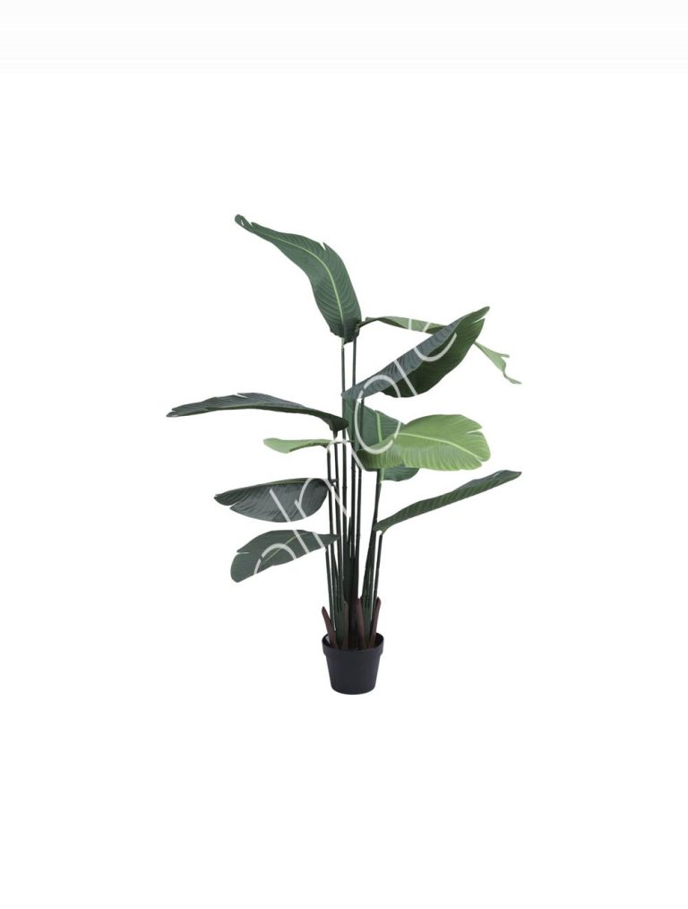 Plant traveller's palm PU 180cm