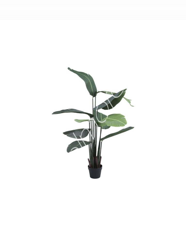 Plant traveller's palm PU 150cm