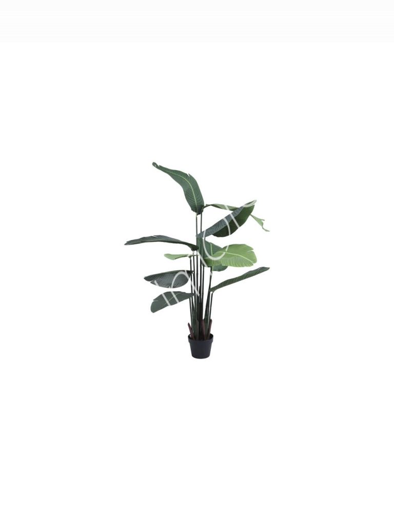 Plant traveller's palm PU 120cm