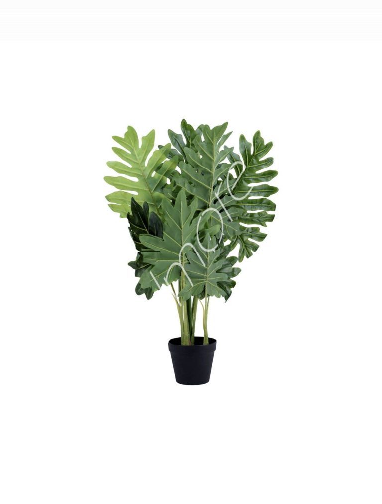 Plant philodendron PU 80cm