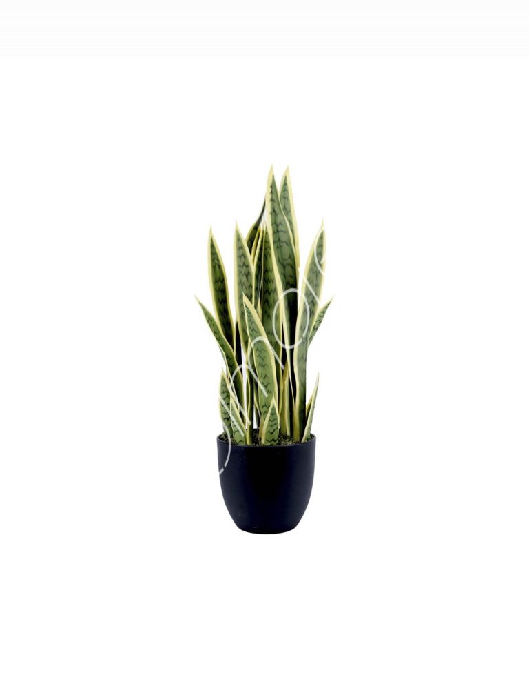 Plant sansevieria PU 90cm