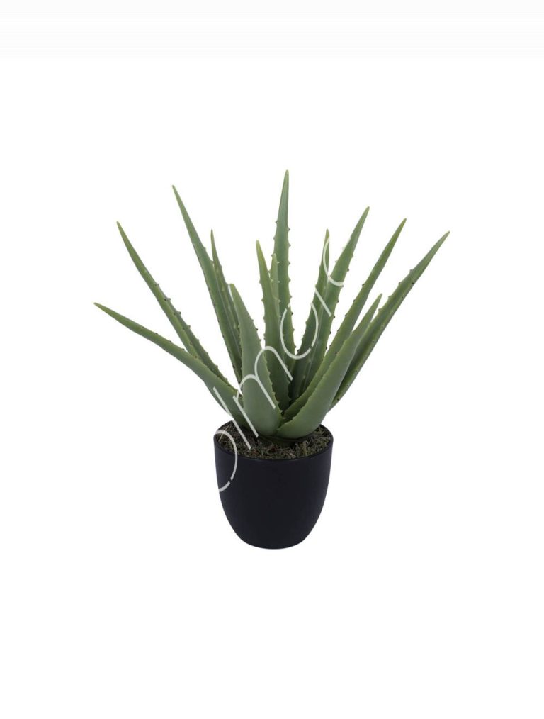 Plant Aloe vera 46cm