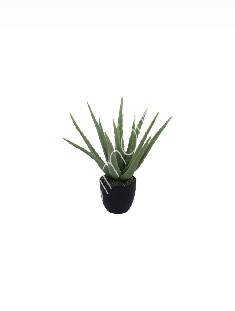 Plant Aloe vera 38cm