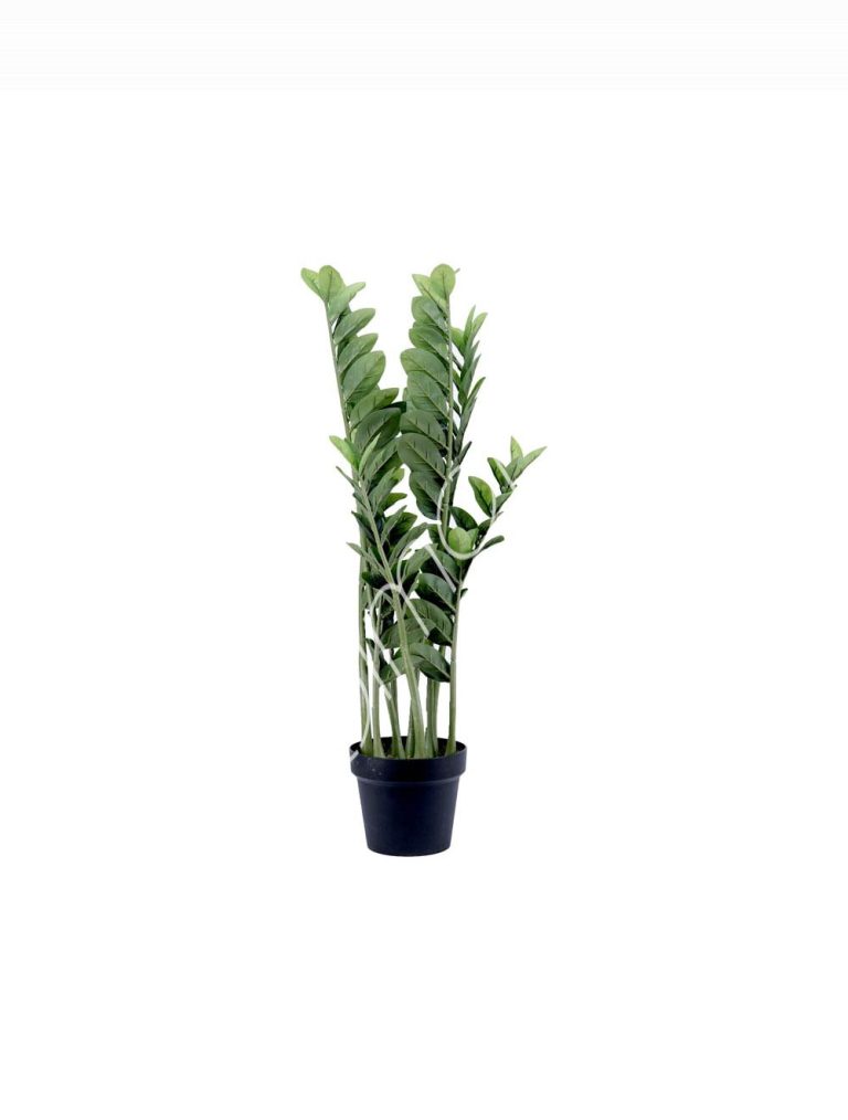 Plant Money tree 85cm
