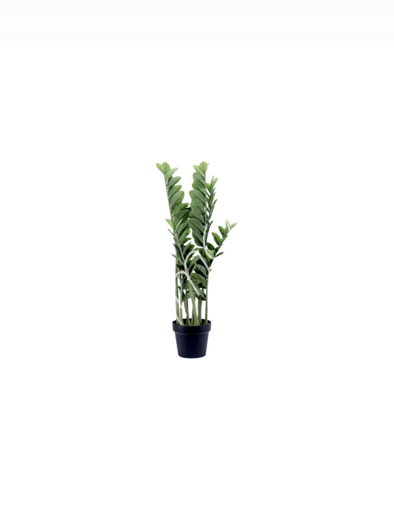 Plant Money tree 60cm