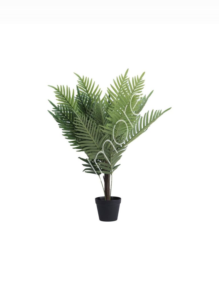 Plant Kui tree 80cm