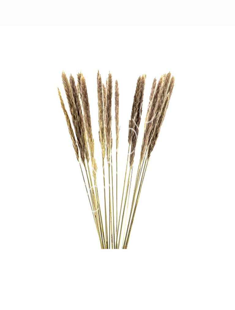 Bundle of dry leaves natural 75-85cm