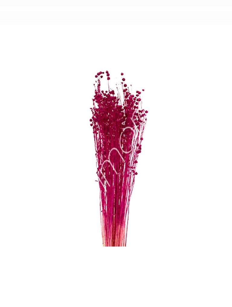 Bundle of dry leaves rose red 75-85cm