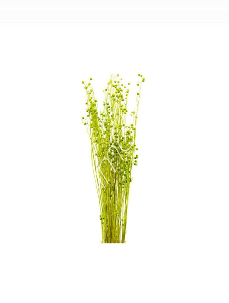 Bundle of dry leaves green 75-85cm