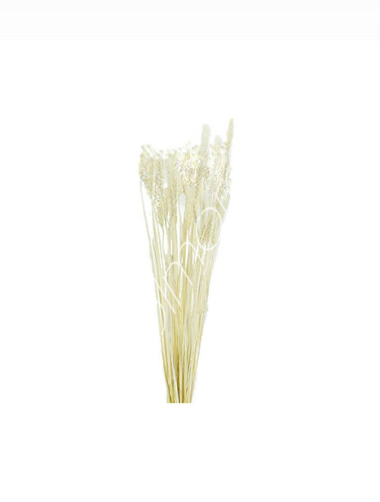 Bundle of dry leaves white 75-85cm