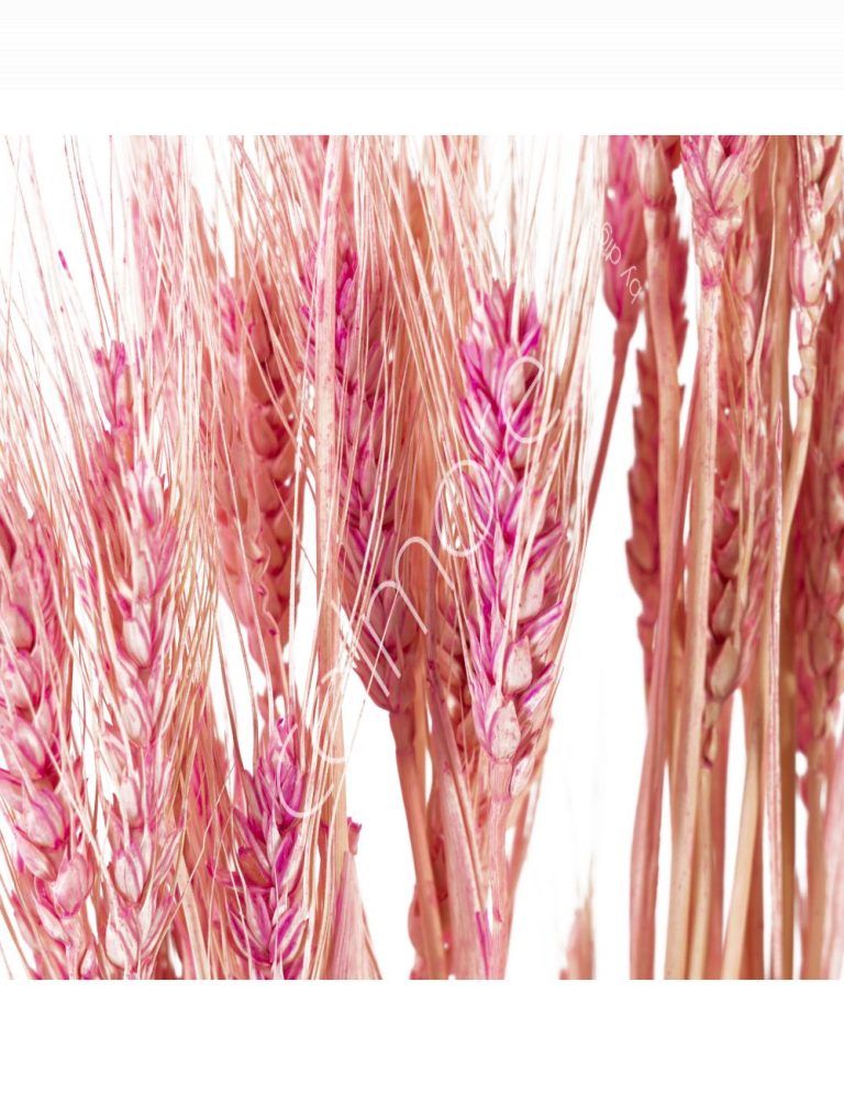 Bundle of dry leaves pink 75-85cm