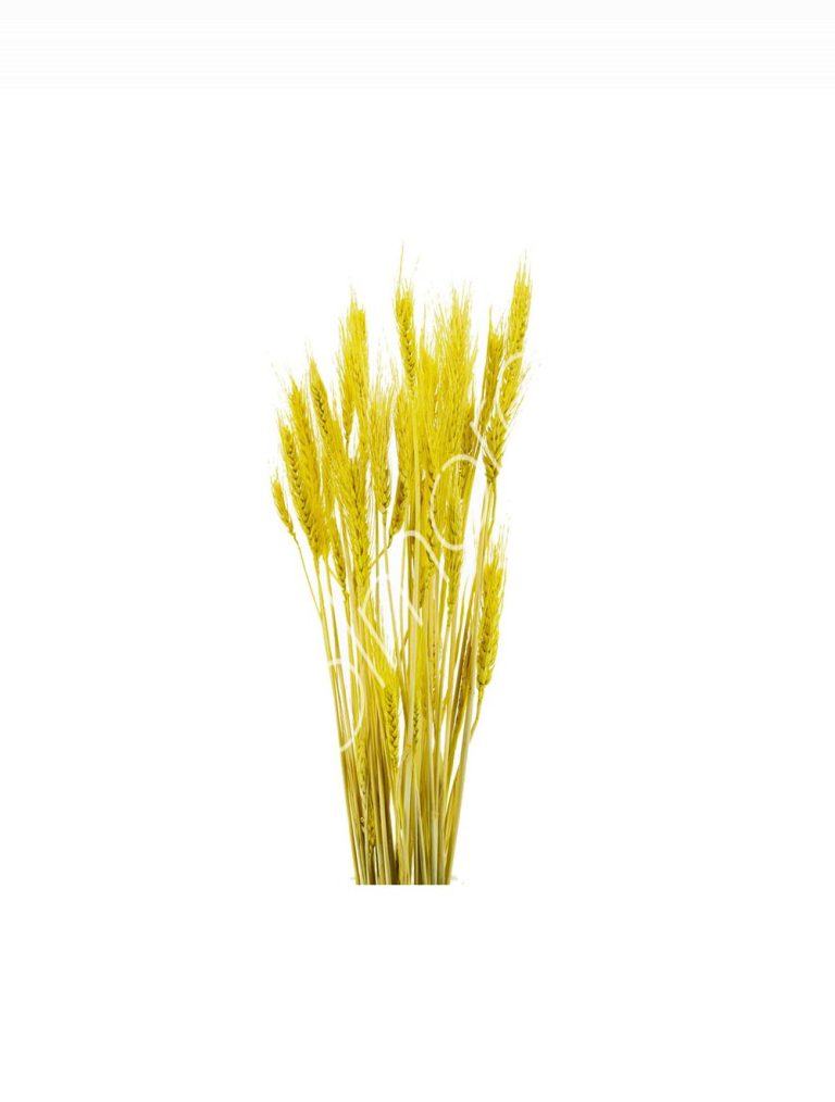 Bundle of dry leaves yellow 75-85cm