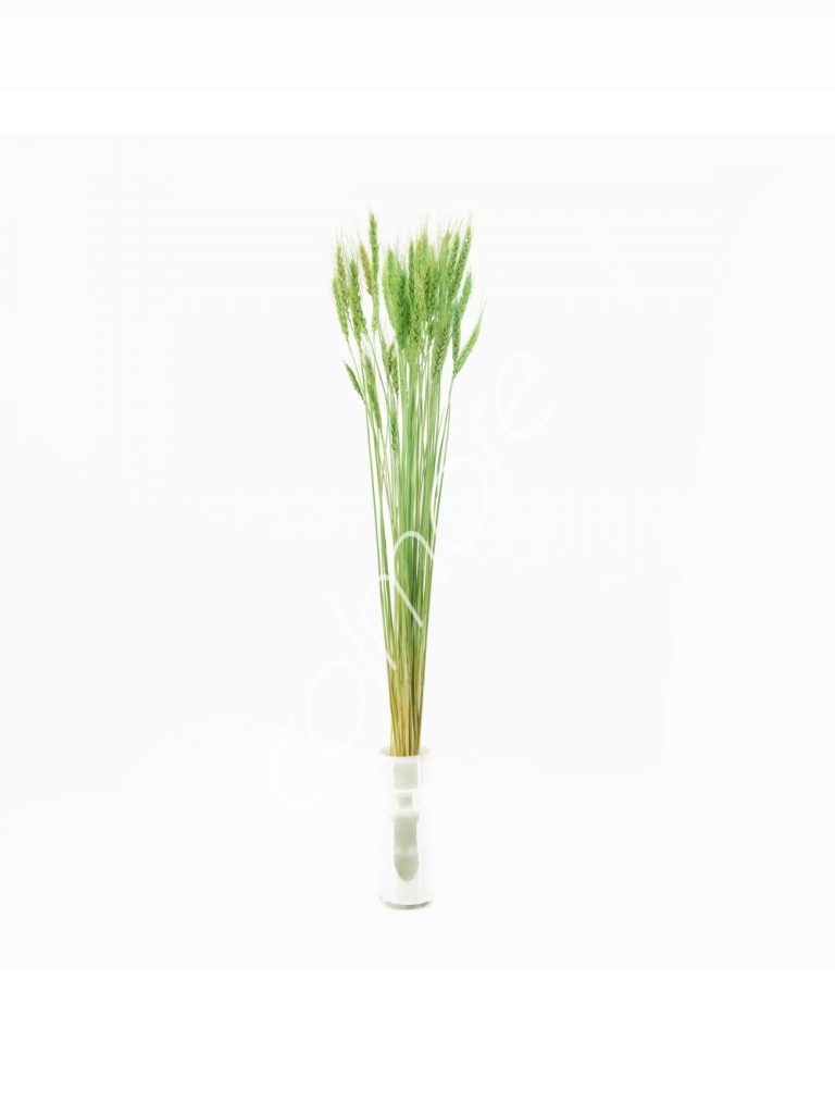 Bundle of dry leaves green 75-85cm