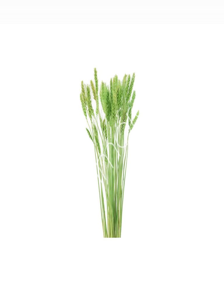 Bundle of dry leaves green 75-85cm