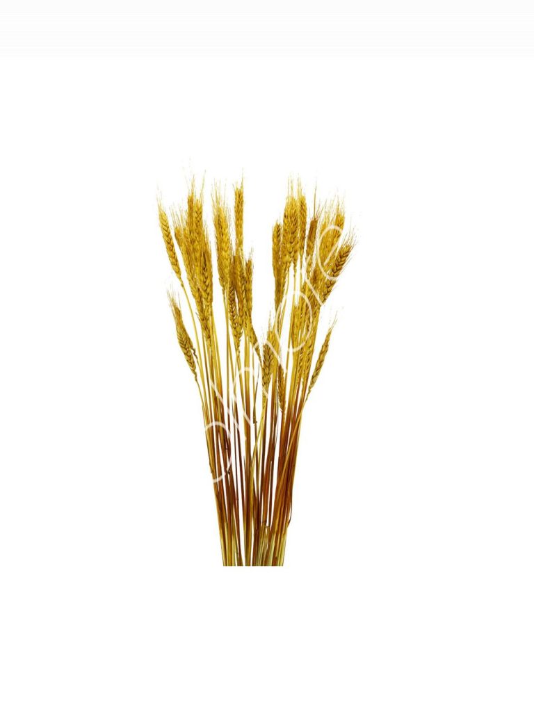 Bundle of dry leaves gold 75-85cm