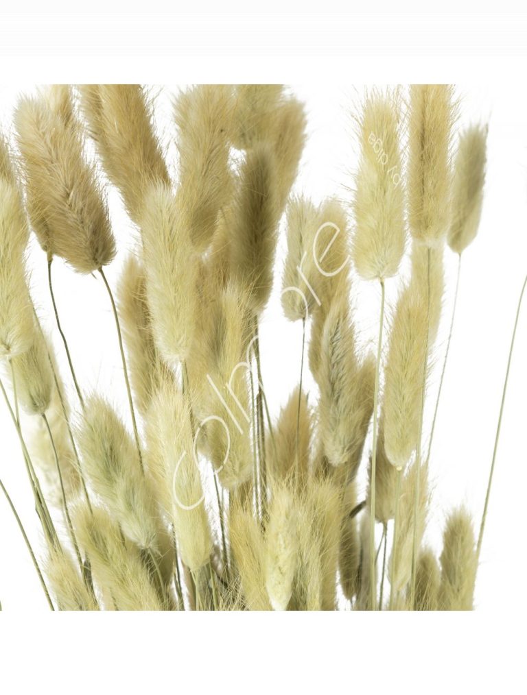 Bundle of dry leaves natural 75-85cm