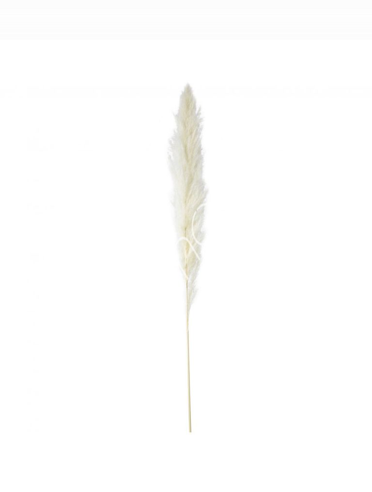 Power leaves white grass 95-105cm