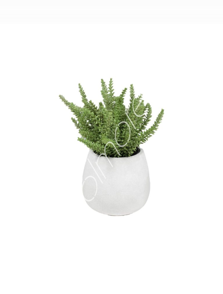 Rosemary w/cement pot 22x22x26