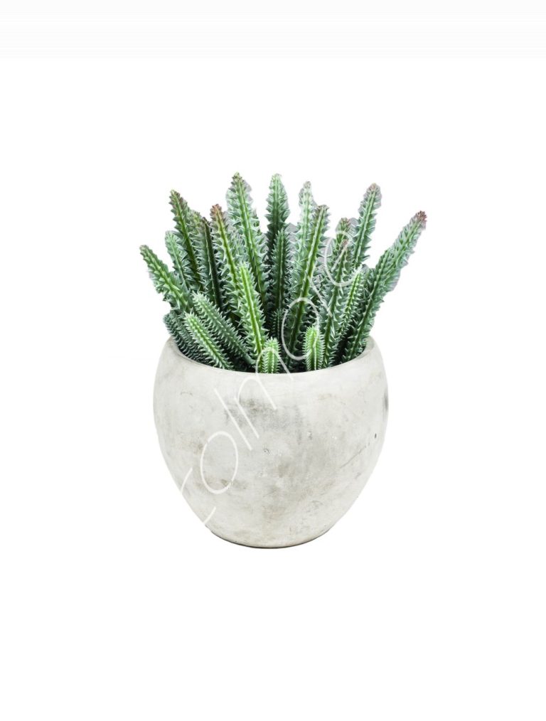 Cactus w/cement pot 18x18x22