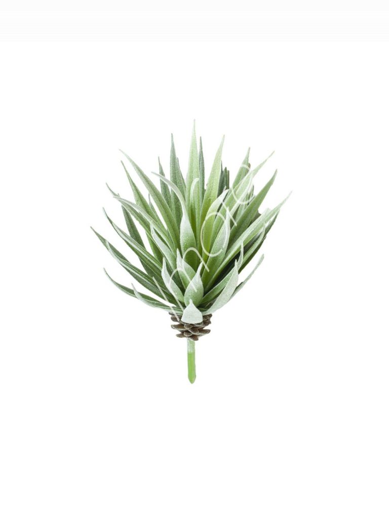 Agave stem 10x10x20