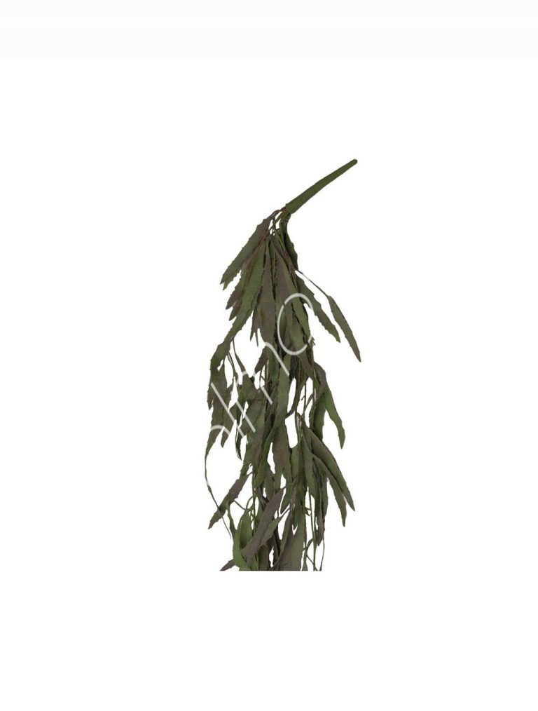 Epiphyllum stem 13x13x97