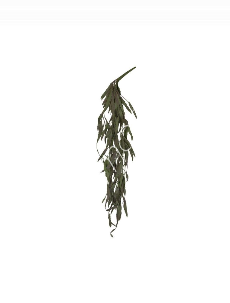 Epiphyllum stem 13x13x97