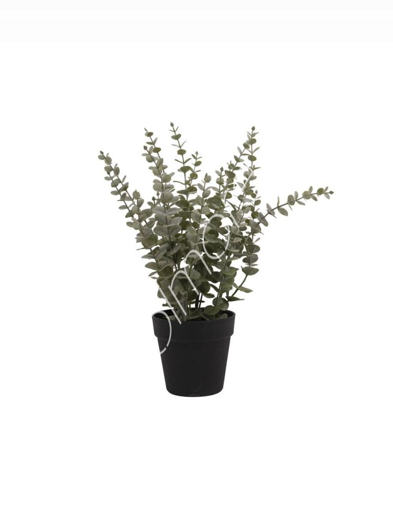 Eucalyptus wplastic pot 33x33x44