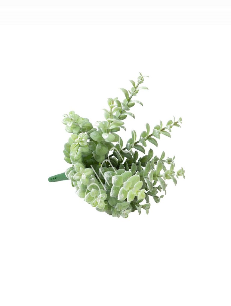 Privet branch 25x25x33