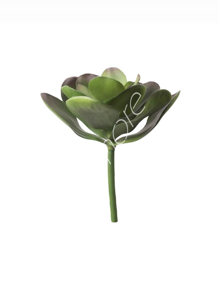 Succlent lotus 30x30x30
