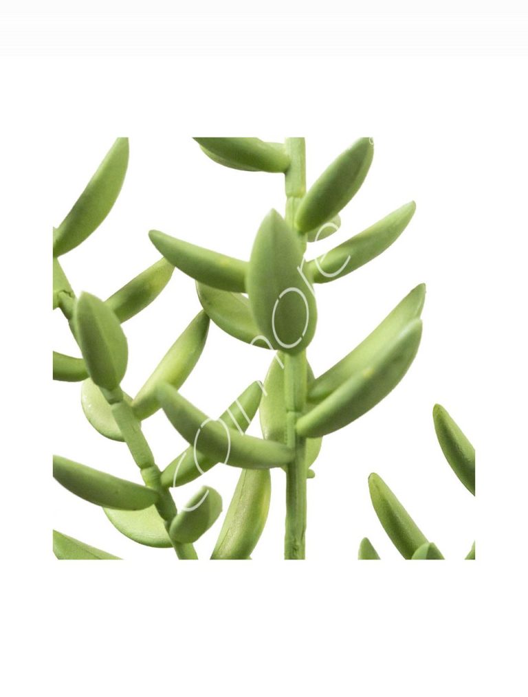 Succlent stem 17x17x50