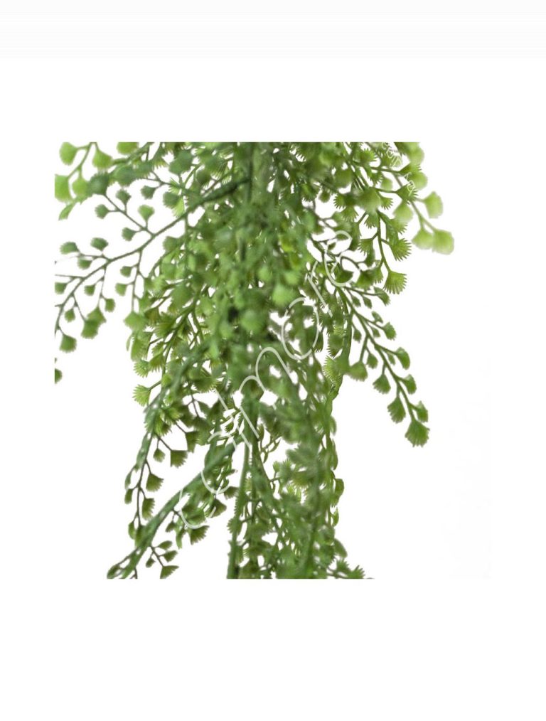 Fern capillaire hanging vine 20x20x102