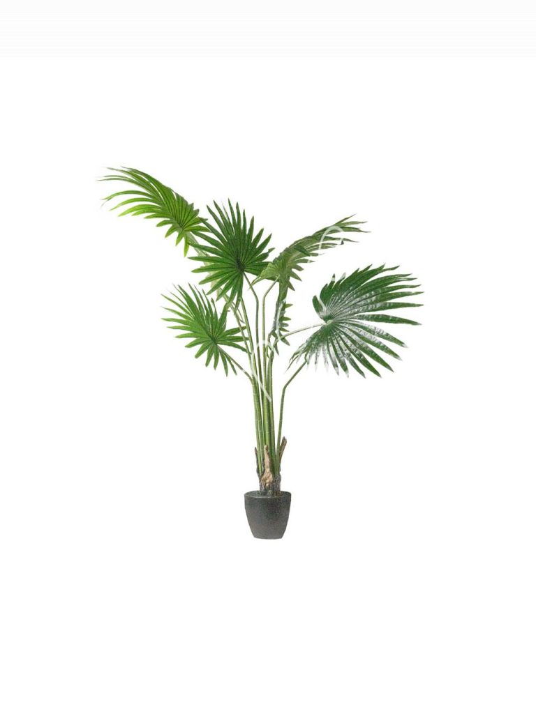 Anemone tree wplastic pot 94x94x132
