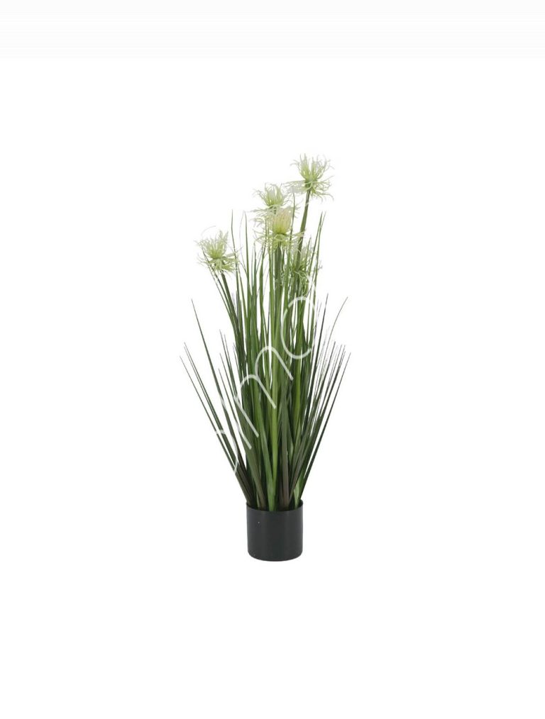 Decorative sea urchin grass w/plastic pot 13x13x91