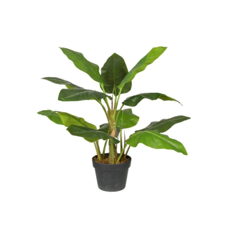 STRELITZIA TREE Y8480-13-4PS 70 CM
