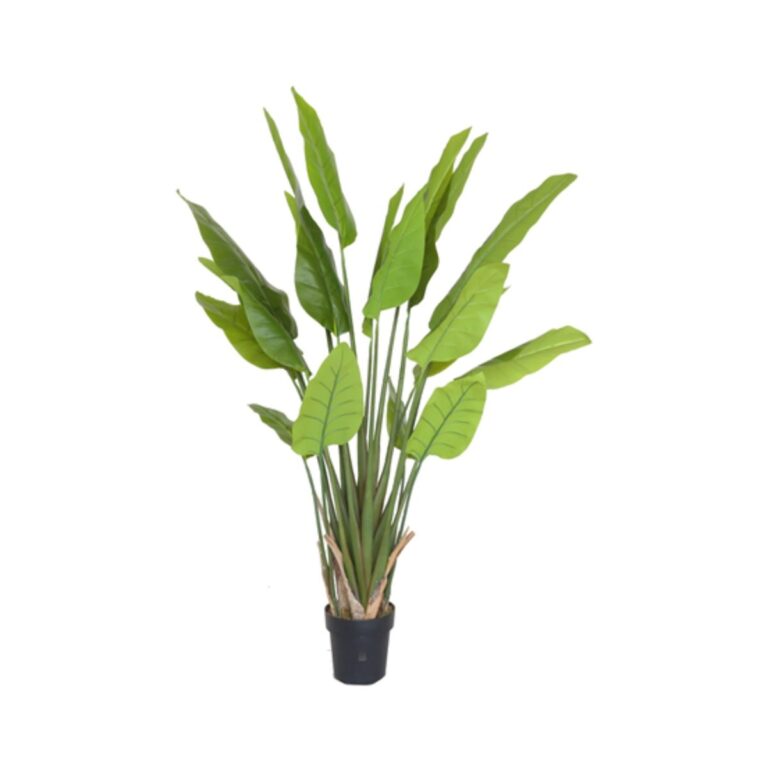 STRELITZIA TREE Y8480-20-5PS 150 CM